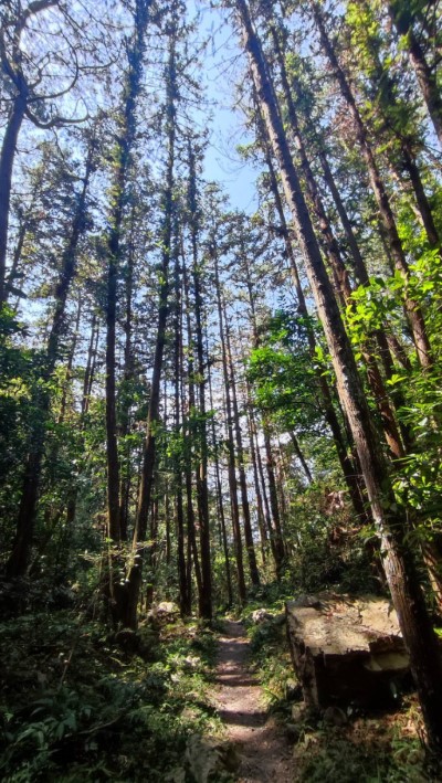 八仙山的森林步道